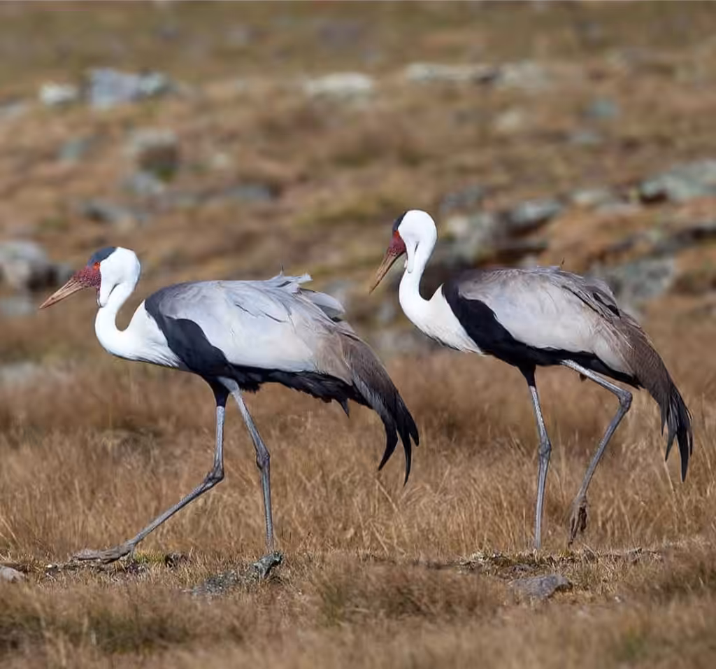 ethiopia birding tours