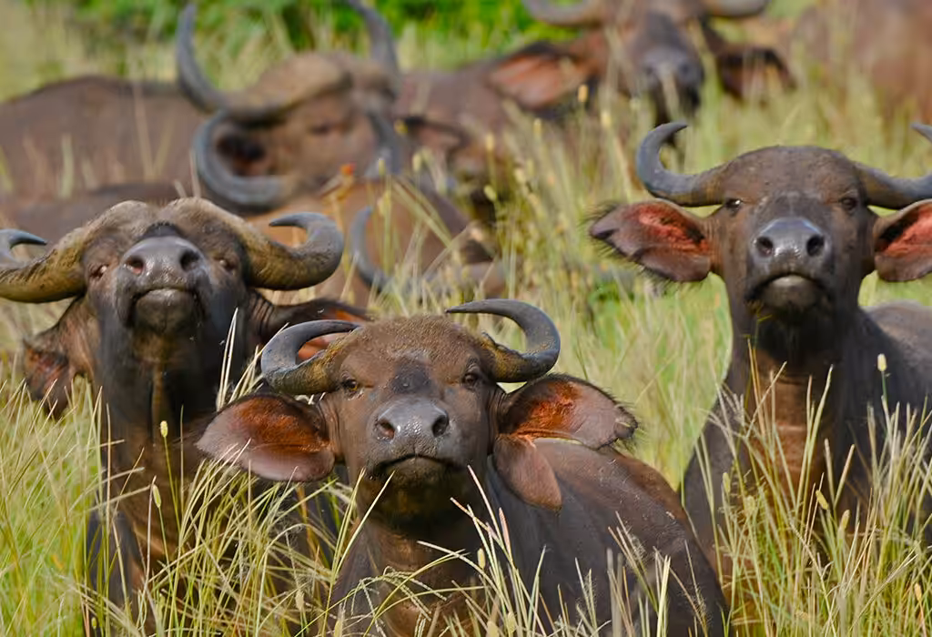 ethiopia national parks