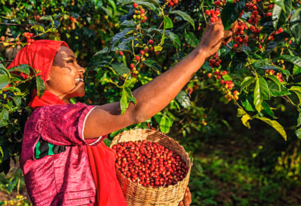 Ethiopia Coffee Tour