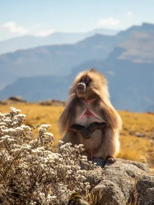 Gelada Baboons