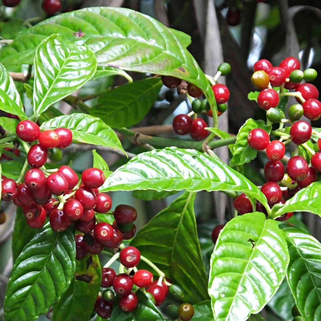 Ethiopia