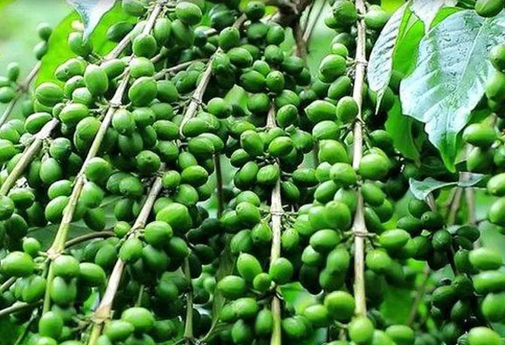 Yirgalem Coffee Tour
