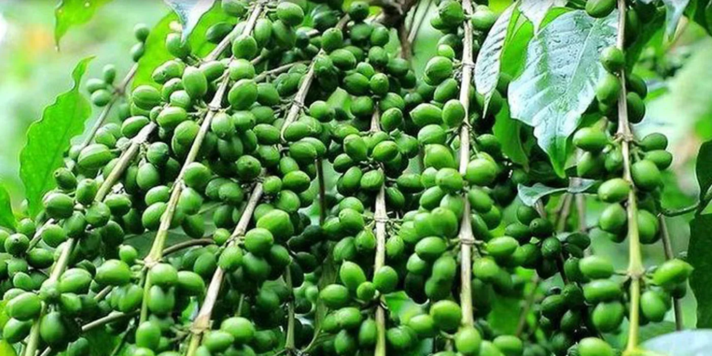 Yirgalem Coffee Tour