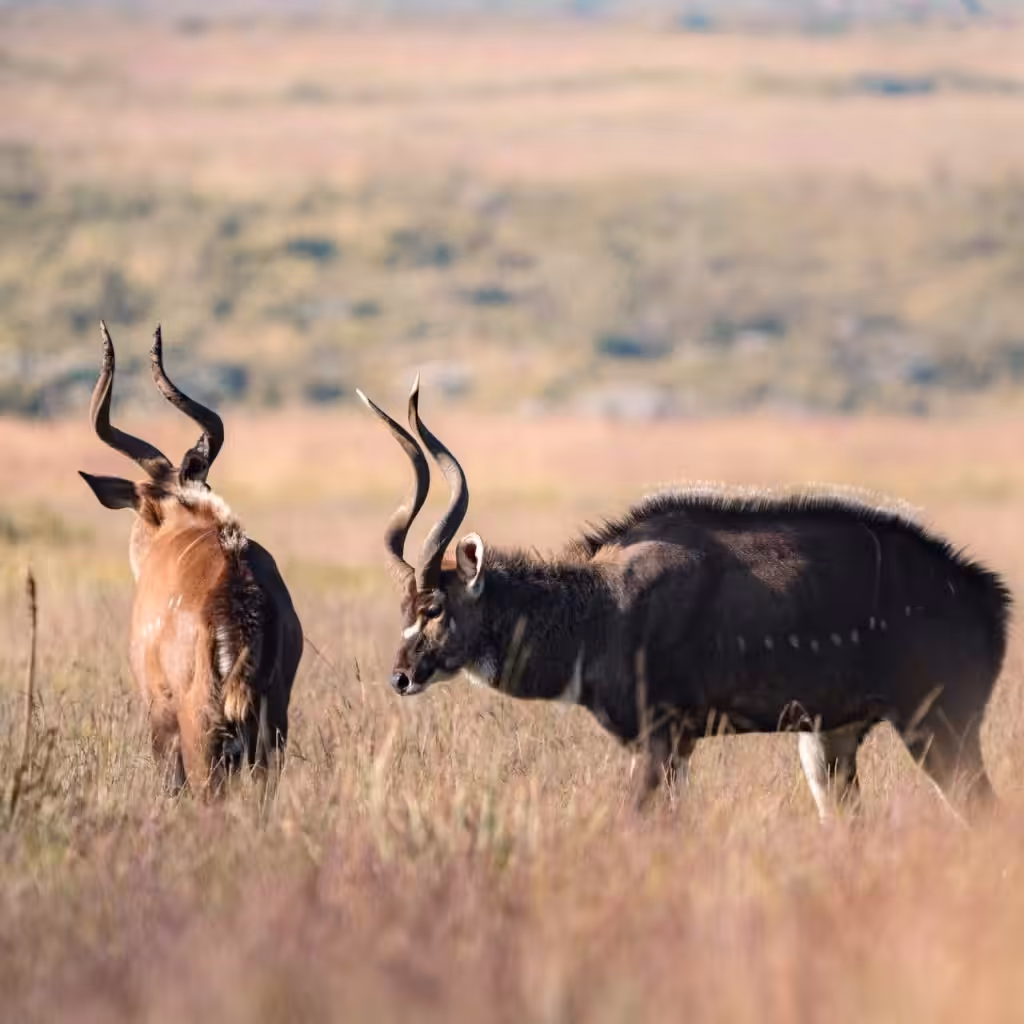 Bale Mountains Trekking