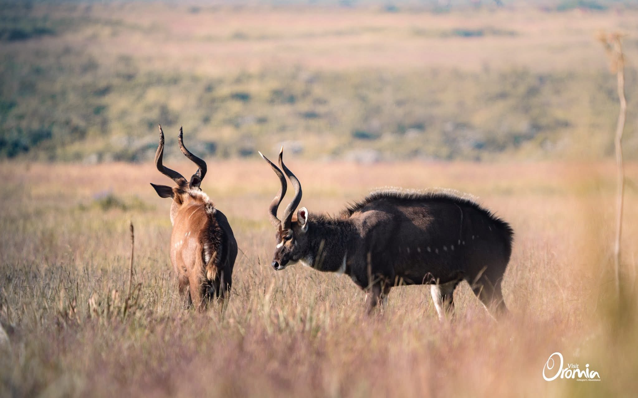 Bale Mountains Trekking